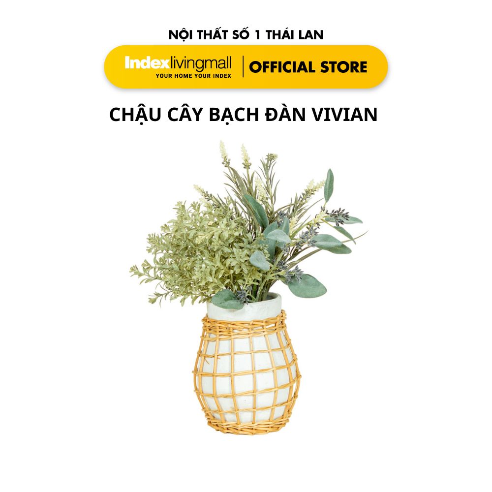 Chậu Cây Bạch Đàn VIVIAN Trang Trí Nhà Cửa | Index Living Mall | Nội Thất Nhập Khẩu Thái Lan - Phân Phối Độc Quyền Tại Việt Nam