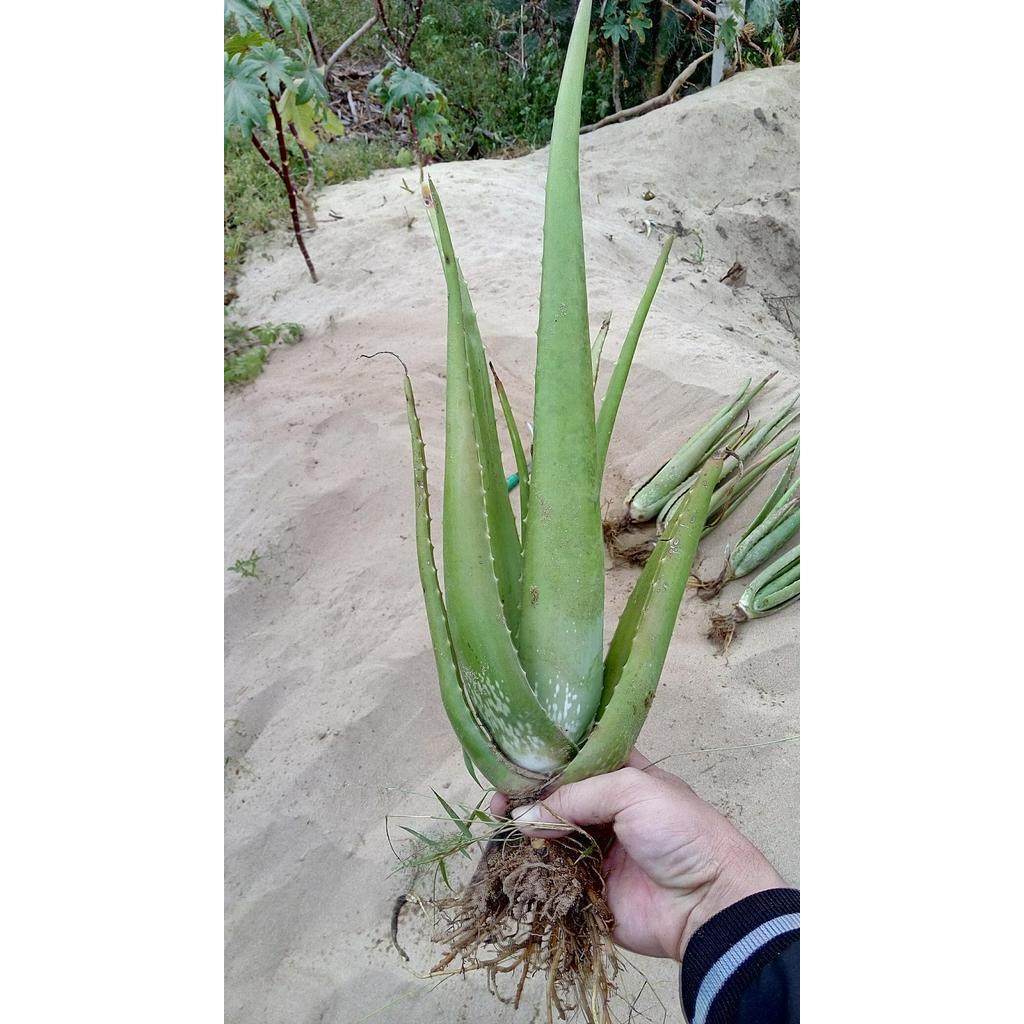 CHẬU CÂY NHA ĐAM THÁI, BẸ SIÊU TO,SIÊU DỄ TRỒNG, SIÊU NĂNG SUẤT, SIÊU KINH TẾ