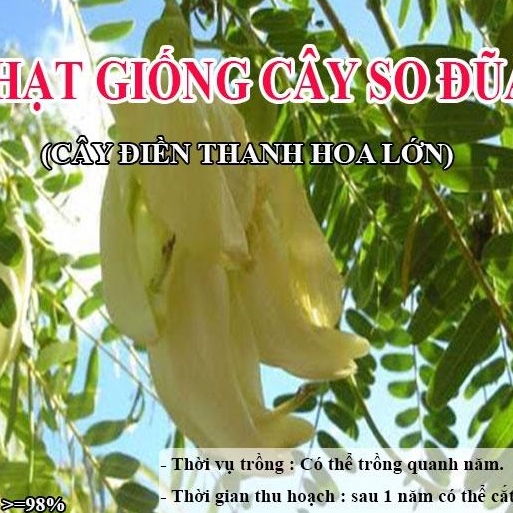 Hạt Giống Cây So Đũa – Cây Điền Thanh Hoa Lớn - Giống Cỏ Chăn Nuôi - Hạt Giống Cỏ Chăn Nuôi động vật