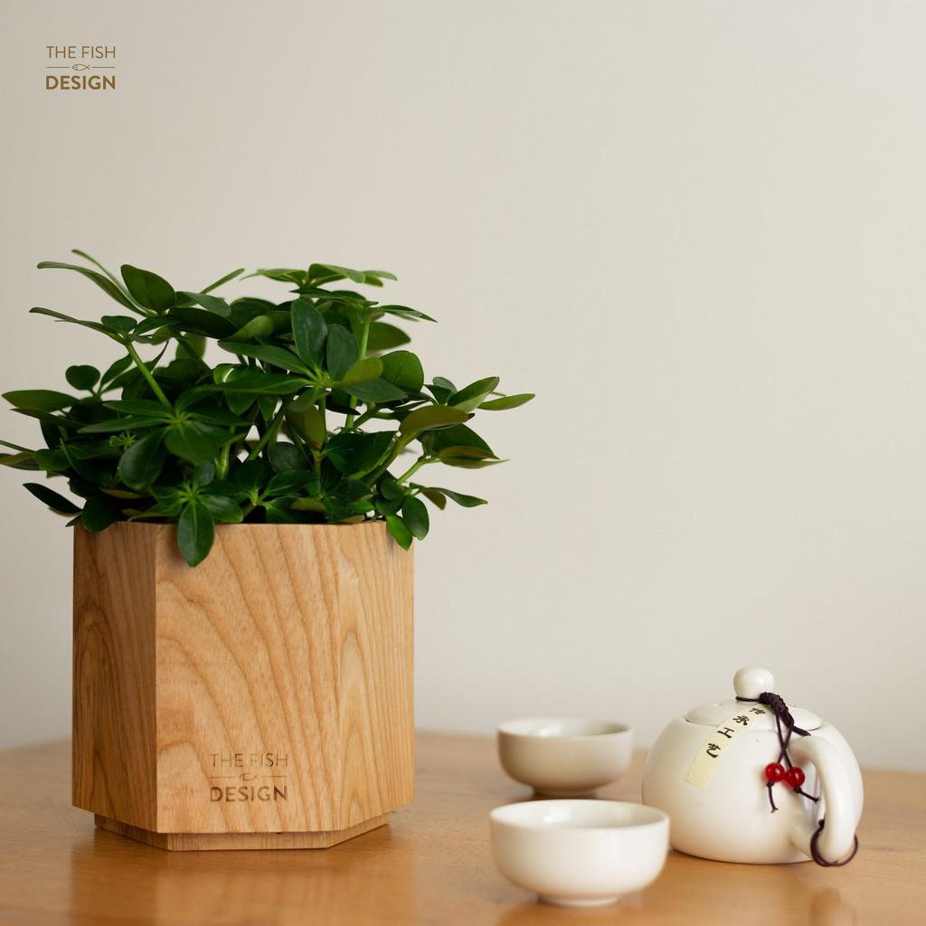 Chậu cây ngũ gia bì giúp ổn định tài vận, giữ được tiền tài, có tác dụng đuổi muỗi, hợp với người mệnh Mộc | size L | The Fish Design