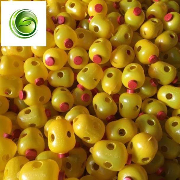 Set 2 chiếc lồng bẫy ruồi vàng kèm thuốc bẫy ruồi vizubon cho mùa bội thu