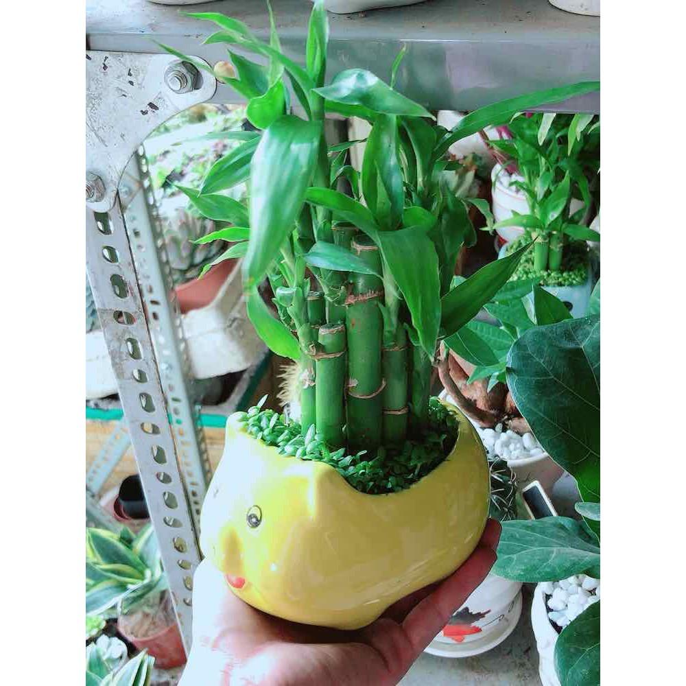 Chậu Phát Tài Bán Chạy