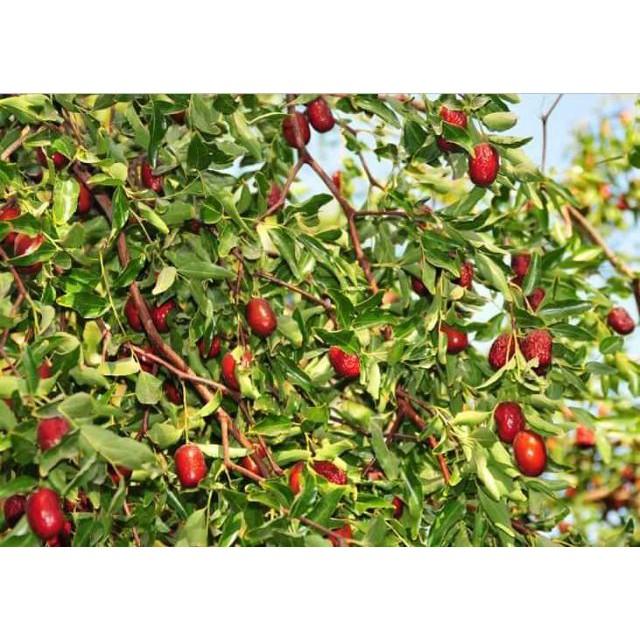 Cây Táo Tàu Cây Giống Nhập Khẩu cây đẹp chuẩn giống