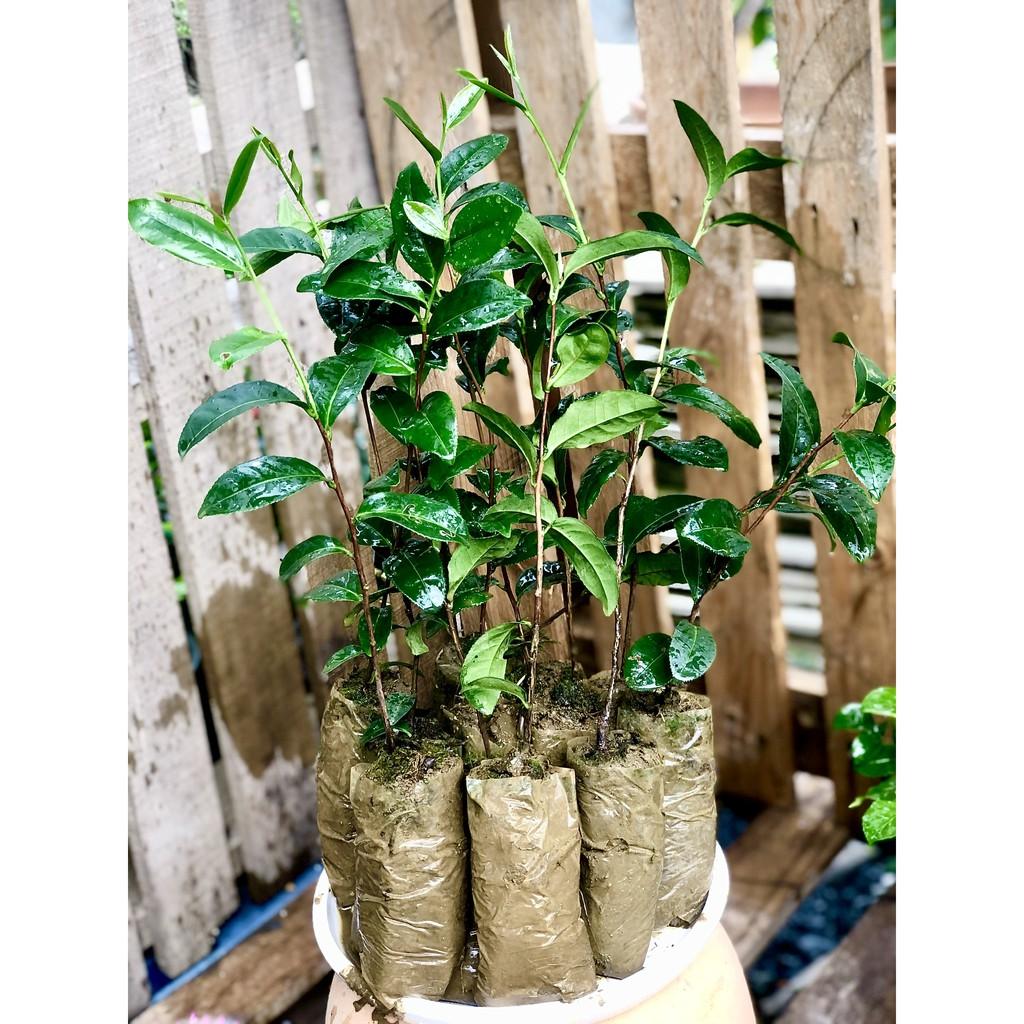 Bộ 10 cây giống Trà xanh