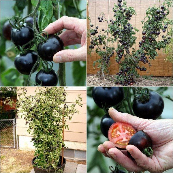 Gói 50 hạt CÀ CHUA NHIỀU MÀU F1