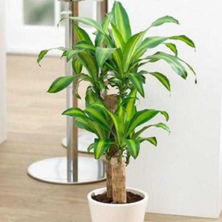 Chậu thiết ghép cây phong thủy