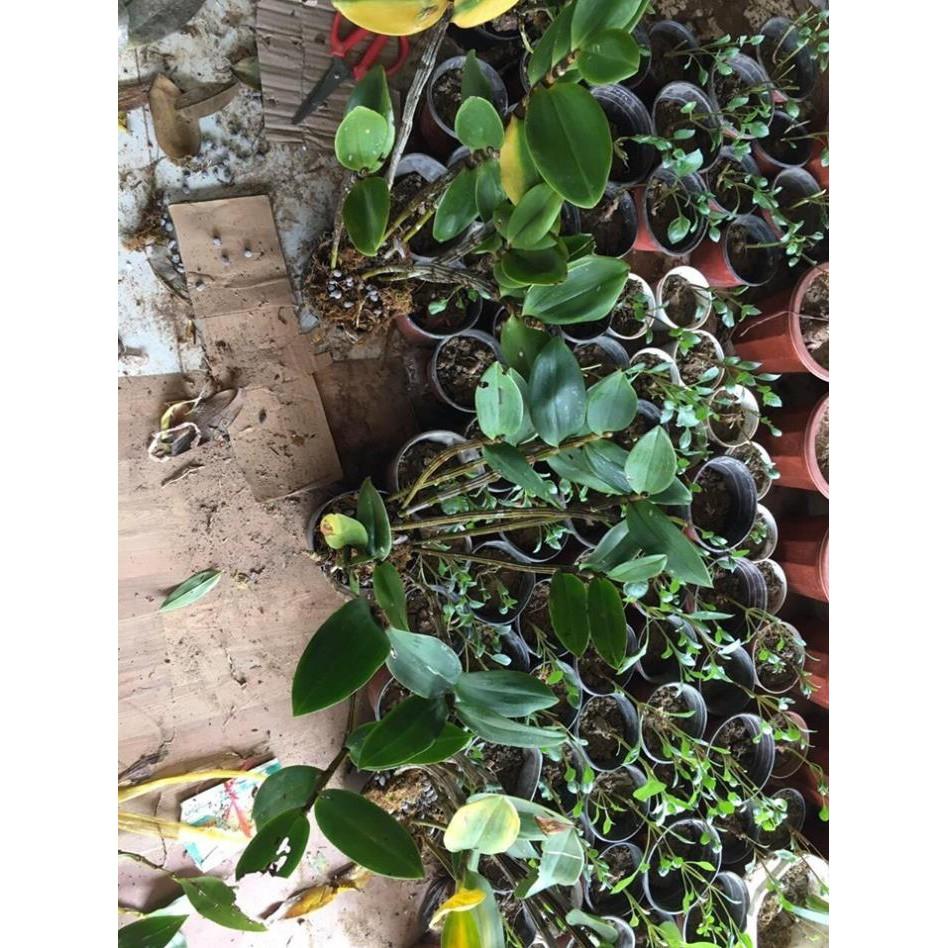 CHẬU LAN KIỀU TÍM, KIỀU HỒNG ,DÒNG LAN THỦY TIÊN