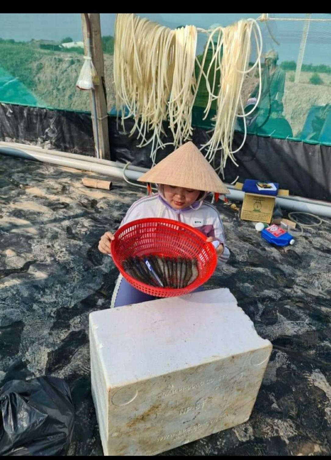 Kích thích tiêu hóa, Phòng chống bệnh đường ruột và xuất huyết - Men Tiêu Hóa