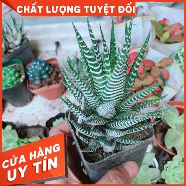 Chậu Móng Rồng