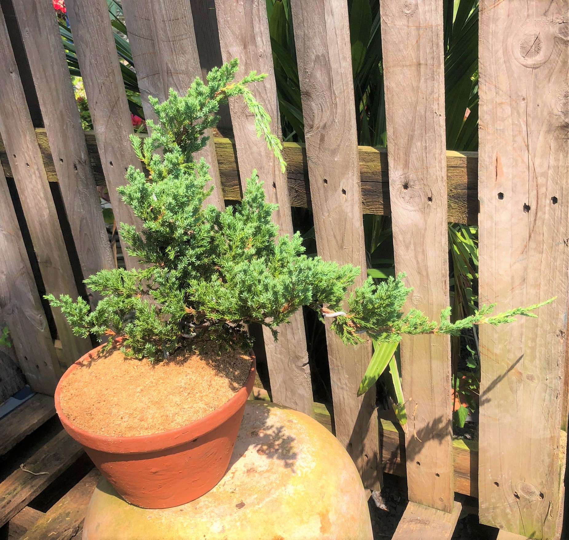 Chậu đất nung cây Ngoạ Tùng dáng Bonsai trồng nơi có nhiều nắng
