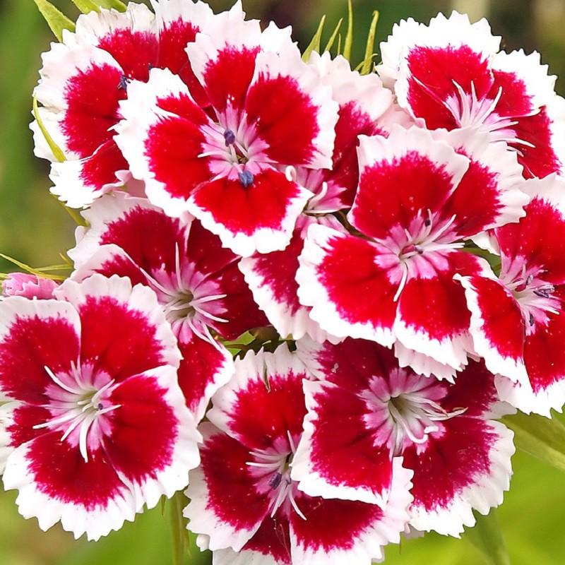 Hạt Giống Hoa Cẩm Chướng Mix 50 hạt