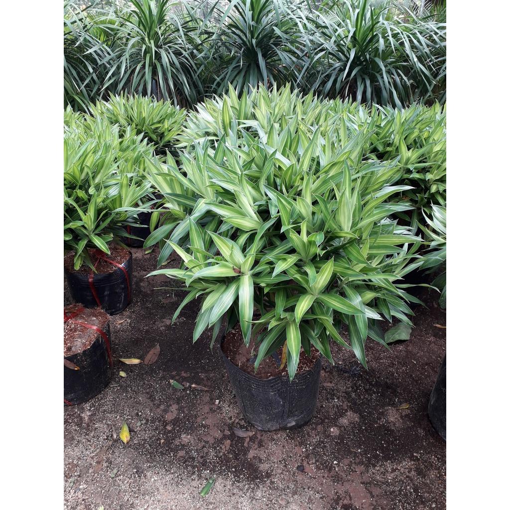 CÂY GIỐNG TRÚC MÂY