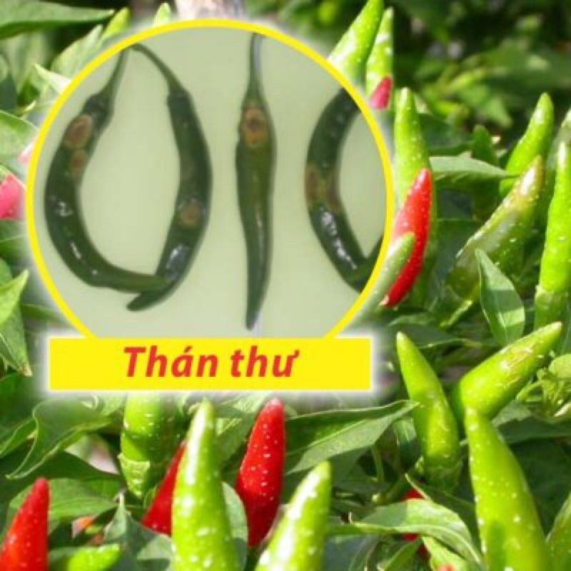 100SL 20ml thuốc trừ bệnh hữu cơ đặc trị vi khuẩn