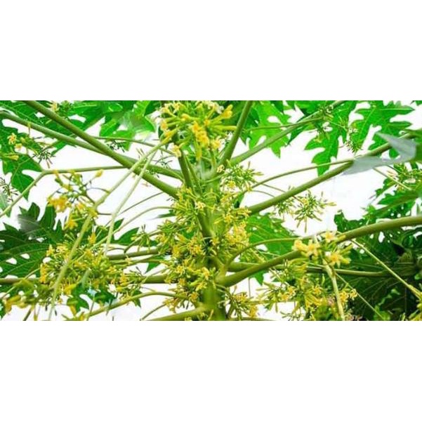 Cây Giống Đu Đủ Đực cấy mô