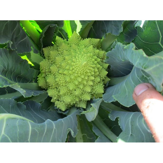 Hạt giống Súp Lơ San Hô 10hat/ gói