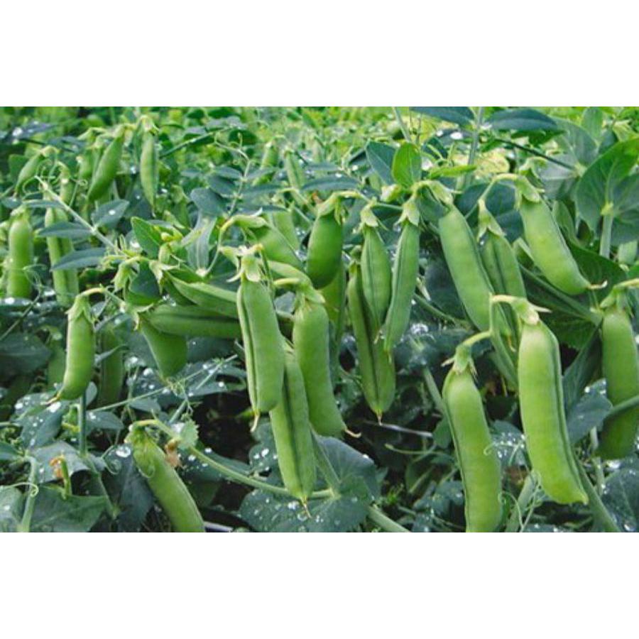 Hạt Giống Đậu Hà Lan -
