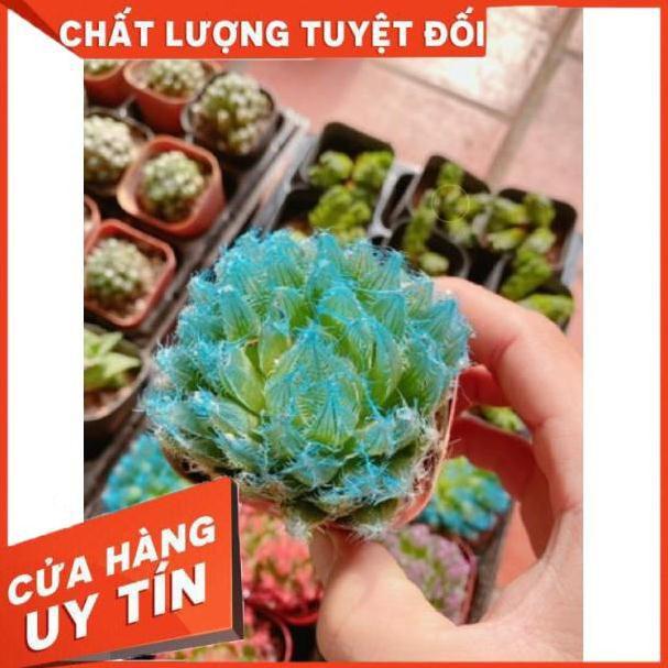 Sen đá ngọc nhiều màu