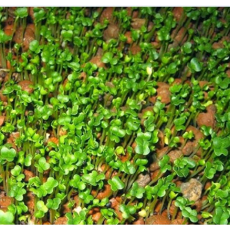 Bộ Giá Thể Trồng Mầm Giá 400g