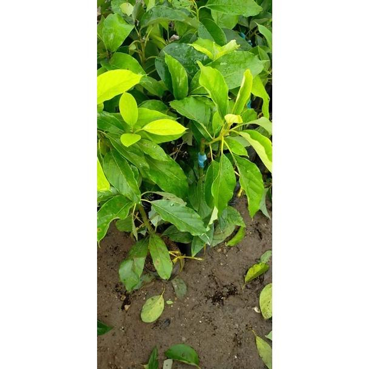 Cây Giống Bơ sáp da xanh quả dài