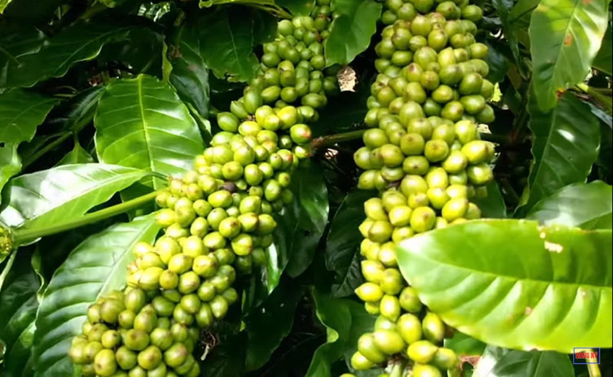 200 GRAM Hạt giống Cà Phê VỐI CAO SẢN Lá Xoài - HẠT TUYỂN CHỌN TỪ CÂY MẸ.