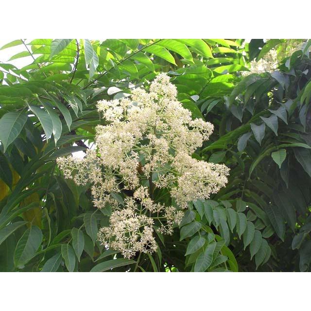 Cây xoan đào giống  -combo 2 cây