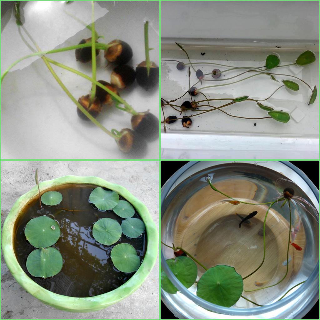 Hạt Giống Sen Bách Diệp Màu Hồng -