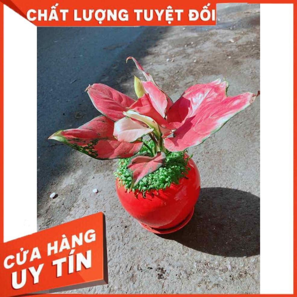 Chậu Vạn Lộc Nhiều Người Mua