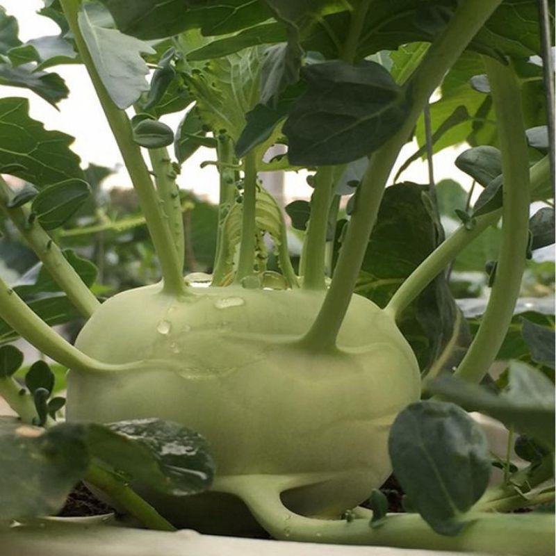 HẠT GIỐNG SU HÀO