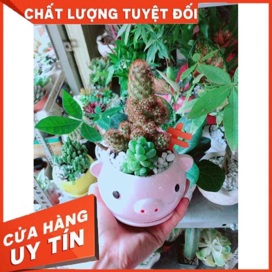 Chậu Xương Rồng-Sen Đá Nhiều Người Mua
