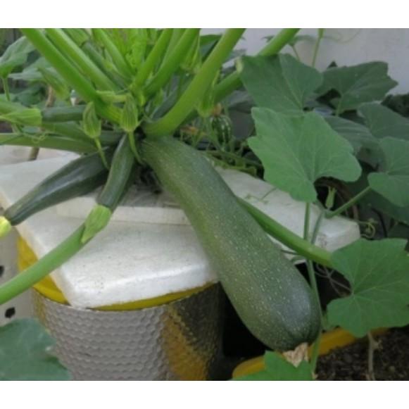 Hạt giống bí ngồi xanh ngắn siêu quả
