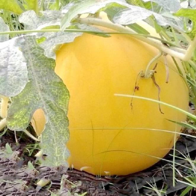 Combo 5 gói Hạt giống dưa hấu vỏ vàng ruột đỏ -gói 10 hạt - tặng kèm 1 gói phân bón