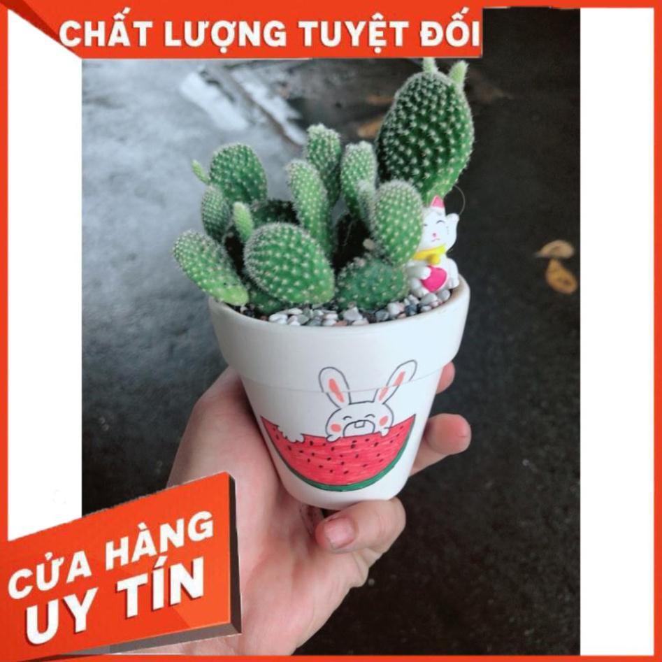 Chậu sen đá tiểu cảnh 8