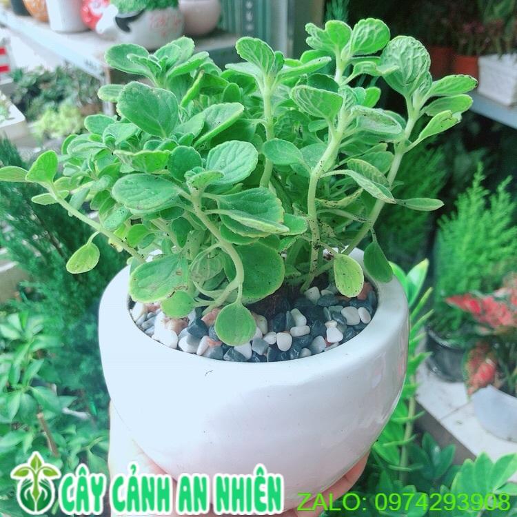 Chậu Cây Nhất Mạc Hương