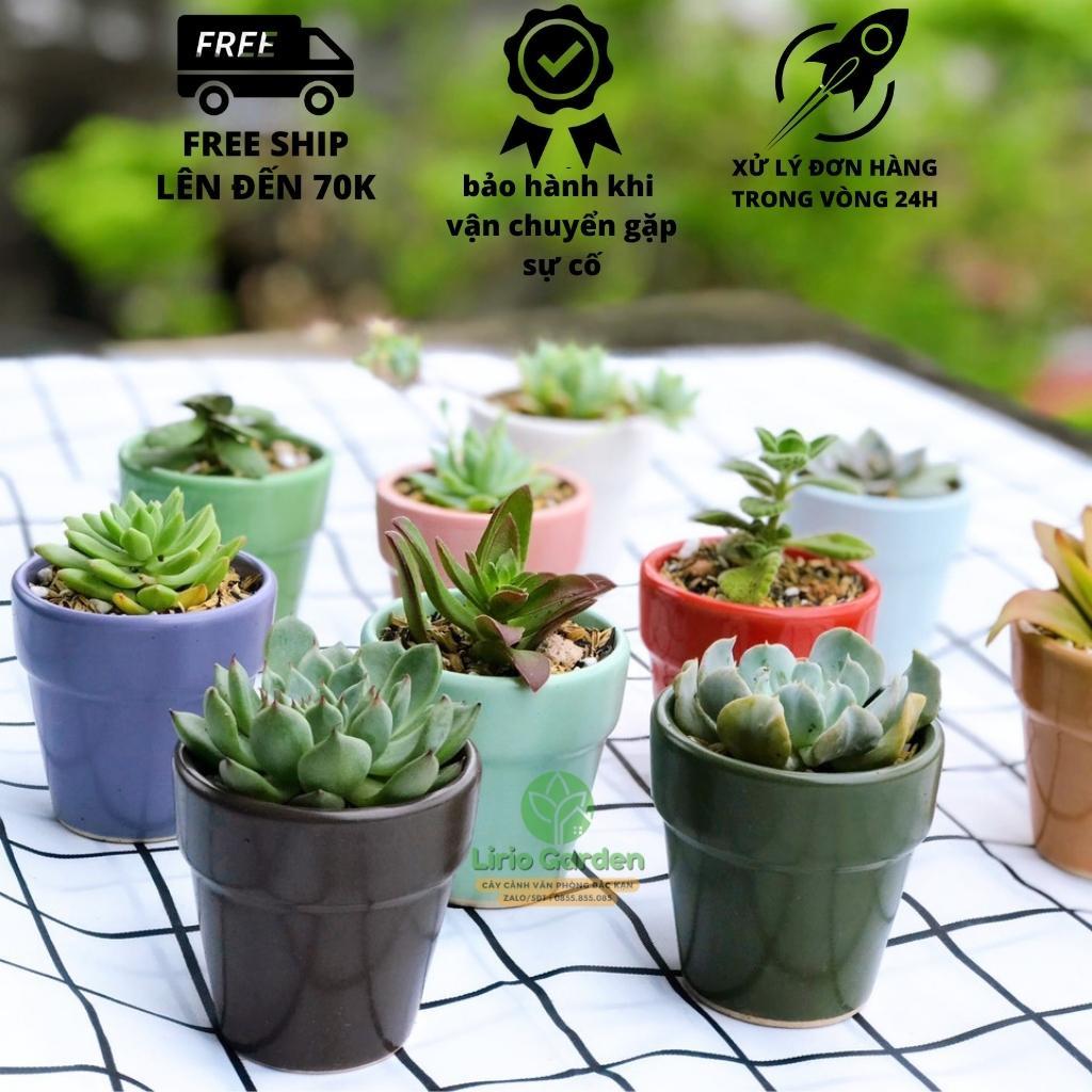 Chậu đất nung trồng sen đá xương rồng, chậu trồng sen đá trang trí nhà và bàn làm việc, văn phòng