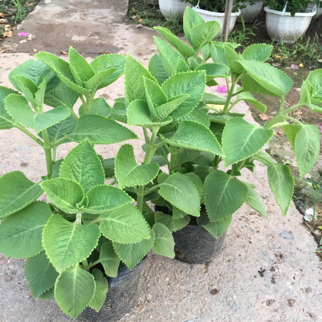 Cây Húng Chanh,Cây Gia Vị,Hương Thơm Dịu Nhẹ Tán Xum