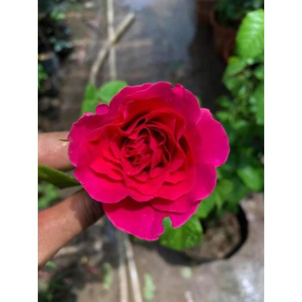 Hoa Hồng Ngoại Kate Rose