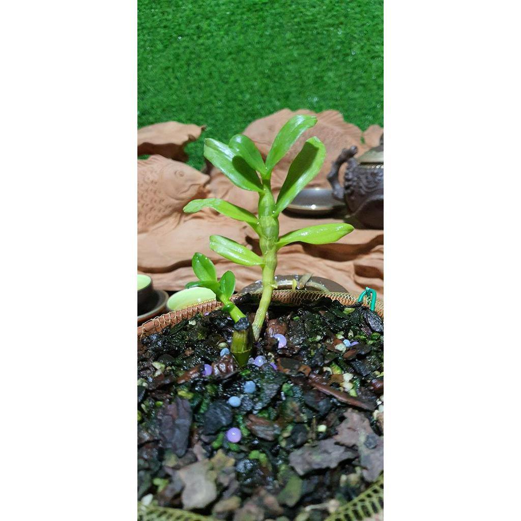 Phi điệp giả hạc TÍM THÁI CHẤT LƯỢNG UY TÍN
