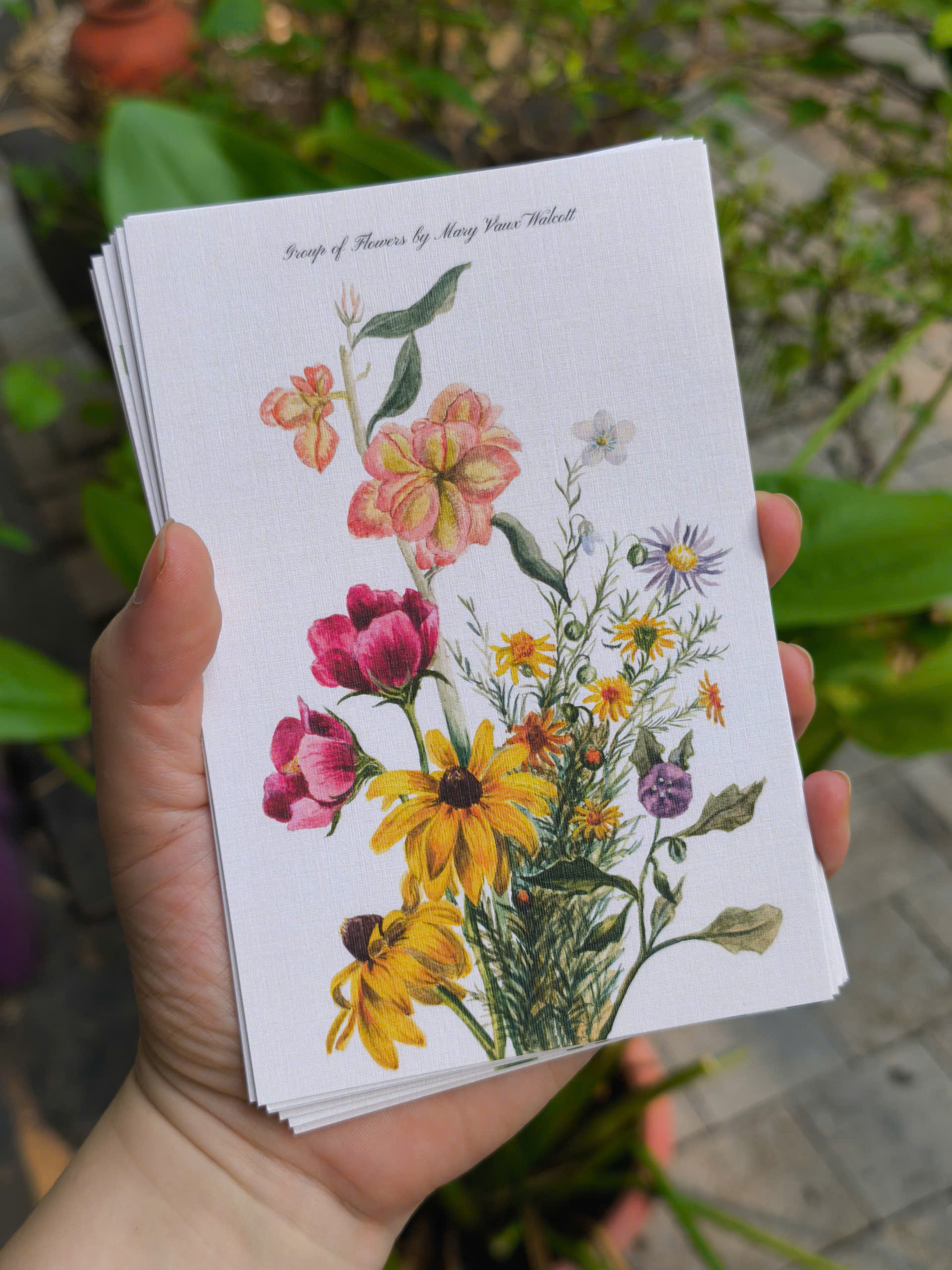 BỘ 100 POSTCARD PETALA & FOLIA - Minh Họa Thực Vật Nghệ Thuật - Giấy Mỹ Thuật 300g Cao Cấp - Nho Xanh