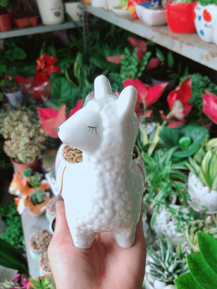 Chậu Cây Kim Cương Dạ Quang