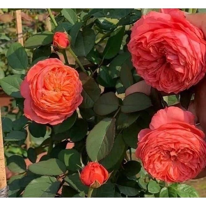 Hoa hồng ngoại Flamingo Rose - cây giống rễ trần
