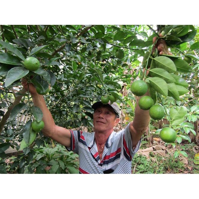 CÂY GIỐNG CHANH GIấY