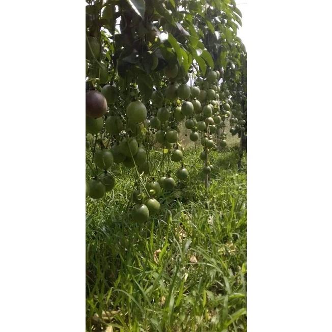 Cây Giống Chanh Dây Thái Lan