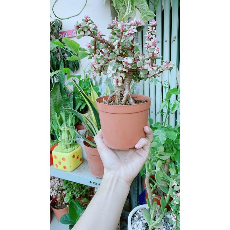Cành Vàng Lá Ngọc Cổ Thụ