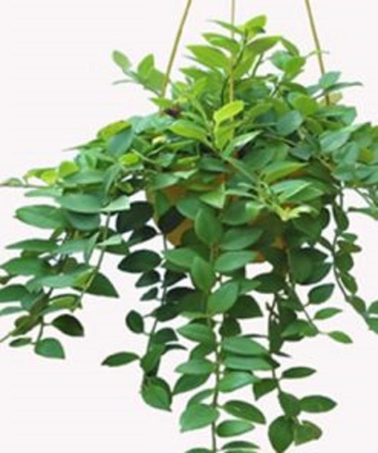Chậu LAN SON MÔI, chậu lớn hoa cực đẹph
