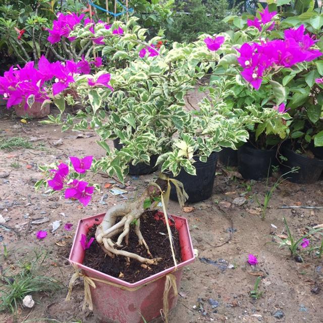 Cây hoa giấy cẩm thạch- cây đang hoa size to