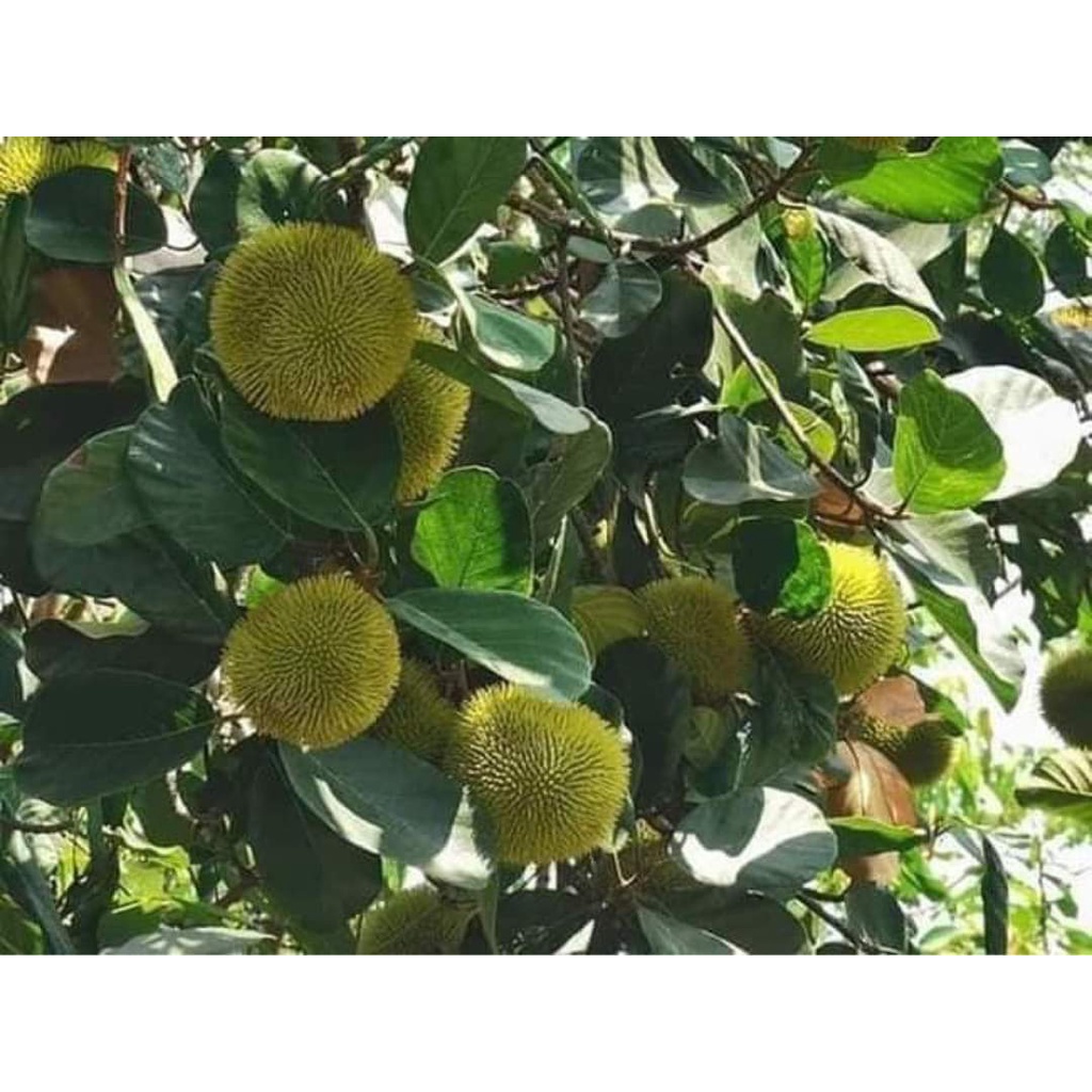 CÂY GIỐNG MÍT ẤN ĐỘ QỦA NHỎ SIÊU THƠM