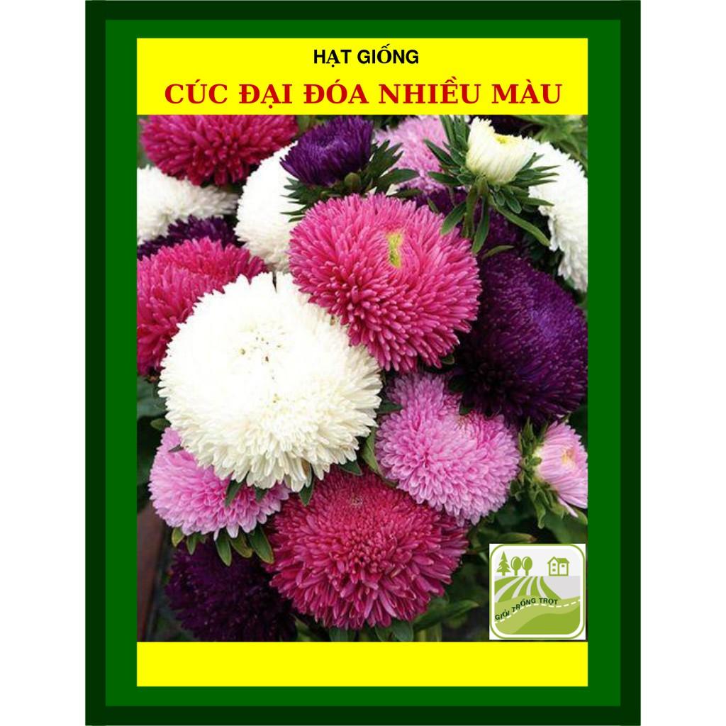 Hạt Giống Hoa Cúc Đại Nhiều Màu