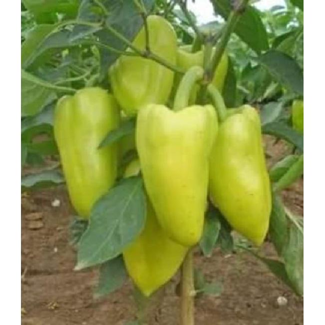 Hạt Giống Ớt Ngọt Đùi Gà Thái Lan CT328 - Gói 0,5gr