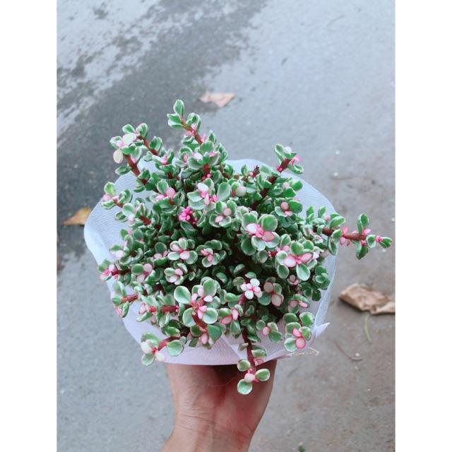 Cây Cành Vàng Lá Ngọc