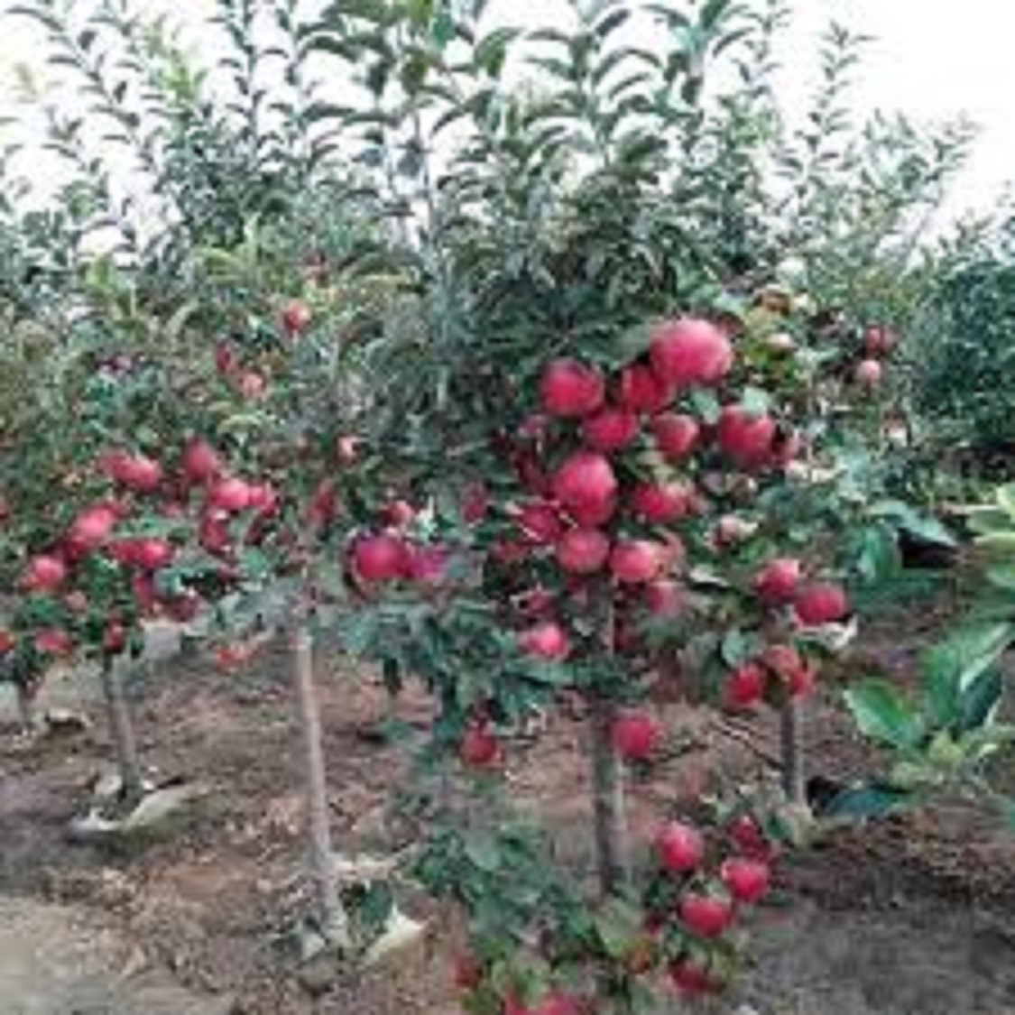 Cây táo nhập khẩu, Cây táo KIKU, cây giống nhập khẩu F1